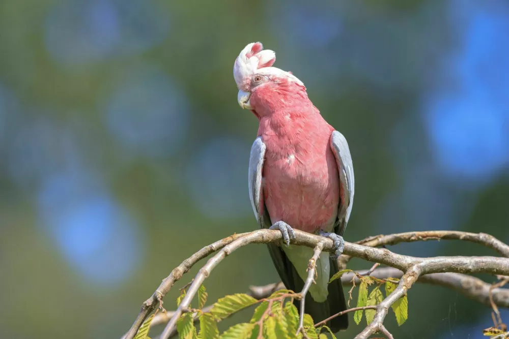 The galah, Eolophus roseicapilla, also known as the rose-breasted cockatoo, galah cockatoo, pink and grey cockatoo or roseate cockatoo, is one of the most common and widespread cockatoos, and it can be found in open country in almost all parts of mainland Australia. / Foto: Sander Meertins