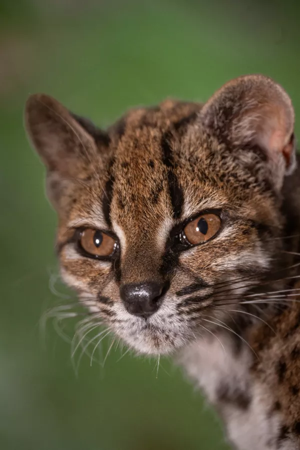 Close-up of Leopardus tilcayo cat, the only known individual of the newly identified species living in protective captivity, identified through research led by National Geographic Explorer Paola Nogales Ascarrunz, in Bolivia, September 1, 2026. Fernando Faciole/National Geographic/Handout via REUTERS THIS IMAGE HAS BEEN SUPPLIED BY A THIRD PARTY. NO RESALES. NO ARCHIVES. THIS IMAGE HAS BEEN SUPPLIED AND PROCESSED BY A THIRD PARTY AND IS DISTRIBUTED BY REUTERS AS RECEIVED.