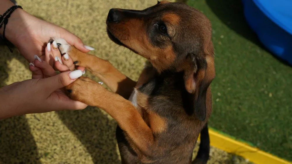 A caretaker plays with a puppy at the Tierhilfe Hoffnung e.V. shelter in Smeura, Romania, September 15, 2026. REUTERS/Andreea Campeanu