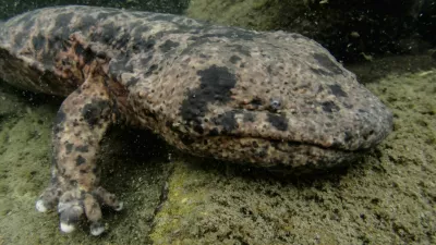 Japanese river monster - Japanese Giant Salamander of Gifu, Japan / Foto: Martin Voeller