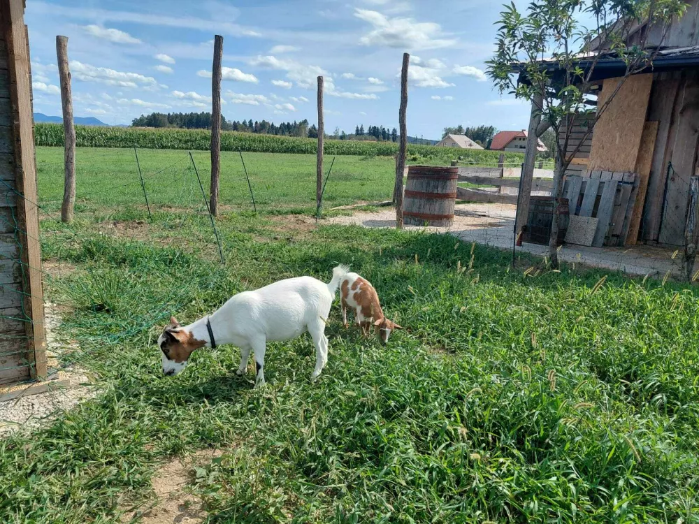 Mini ranč Negra: Iz ljubezni do živali ustvarja svoj mali svet