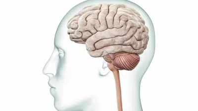 Human brain with cerebellum and brainstem profile view with body accurate 3D rendering illustration. Neurology, neuroscience, anatomy, medical diagram, nervous system concepts. / Foto: Libre De Droit