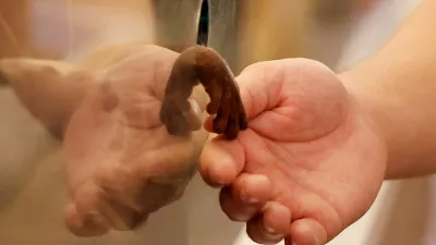 An Asian small-clawed otter reaches its paw through a feeding hole toward a visitor's hand at Owl Otter Cafe, which houses rescued animals, in Kamakura, Kanagawa Prefecture, Japan, September 24, 2026. REUTERS/Kim Kyung-Hoon  TPX IMAGES OF THE DAY / Foto: Kim Kyung-hoon