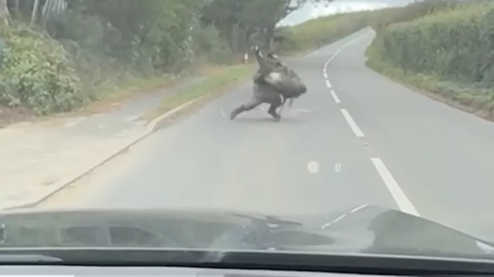 Mo&scaron;ki je posku&scaron;al ujeti emuja, ta pa je imel svoje načrte.