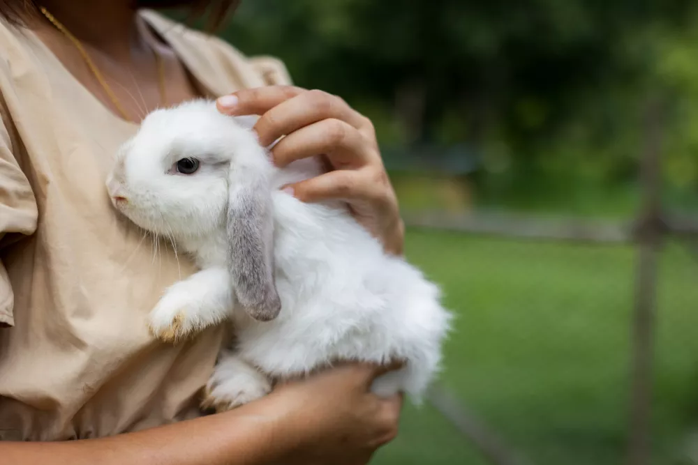 Včasih se radi božajo. / Foto: Istock