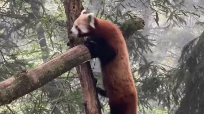 V ZOO Ljubljana so z veseljem sprejeli novo prebivalko, mlado mačjo pando Pyaro. Foto: posnetek zaslona