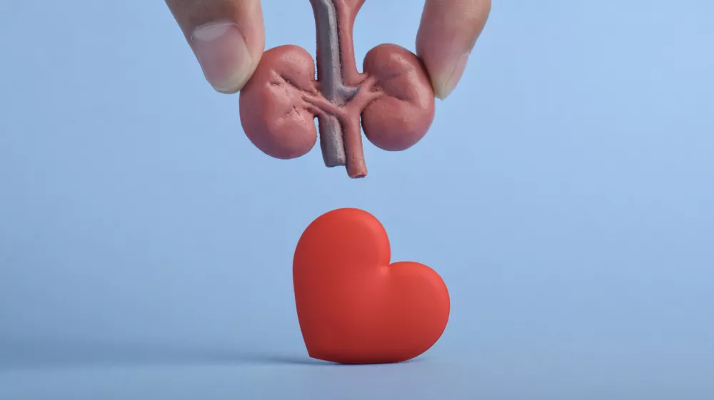Kidney health care concept with hand holding kidney model above red heart, symbolizing organ care, medical support, awareness and importance of renal health. / Foto: Muhammad Labib Adilah Getty Images