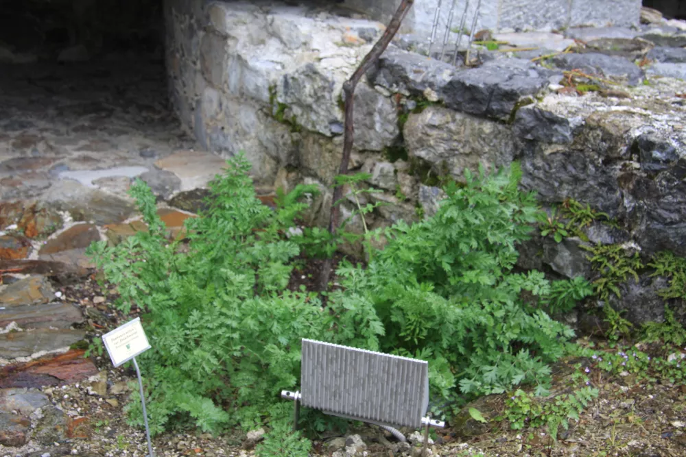 Fleischmannov rebrinec na Grajskem dvori&scaron;ču ponovna naselitev leta 2011. 