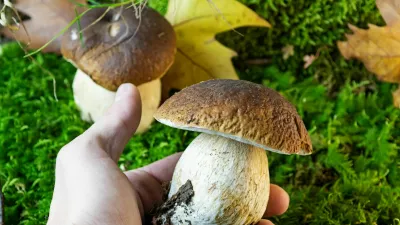 Closeup of left hand holding porcino mushroom above green mossy background with leaves of plane tree. Bolete, boletus edulis / Foto: Robertax