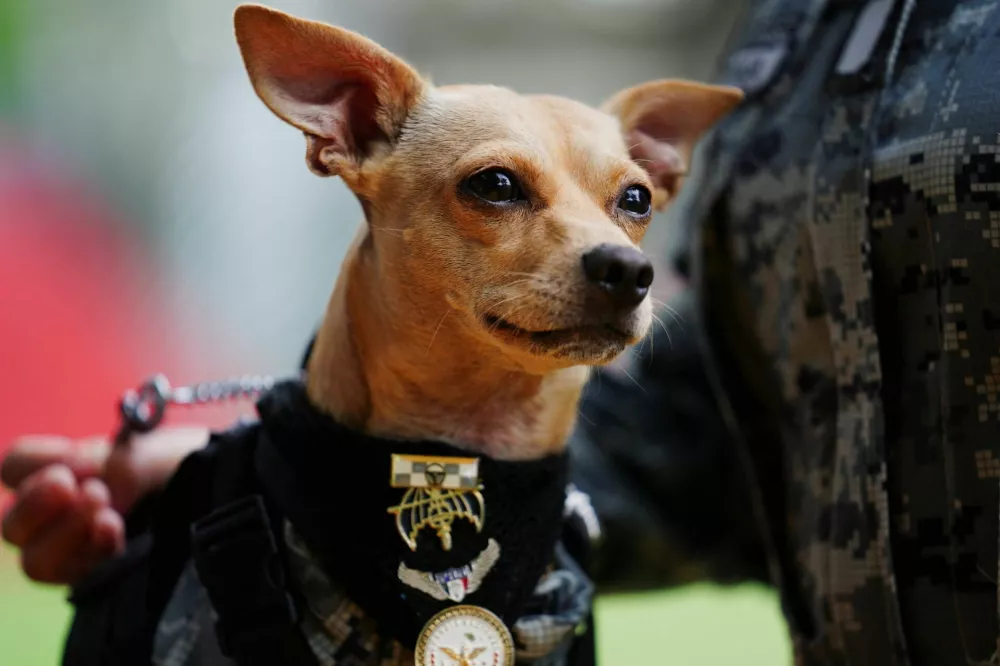 A member of the National Guard stands next to Comando, a Chihuahua adopted by Mexico's National Guard that has become one of the force's most recognizable public faces through appearances at ceremonies and community events, at a military base in Mexico City, Mexico, September 29, 2026. REUTERS/Toya Sarno Jordan