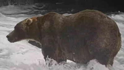 This image from video provided by explore.org shows a brown bear known as "Backpack," officially named Bear 89, wading through Brooks River on Sept. 8, 2026, in the Katmai National Park and Preserve in Alaska. (explore.org via AP) / Foto: Ap