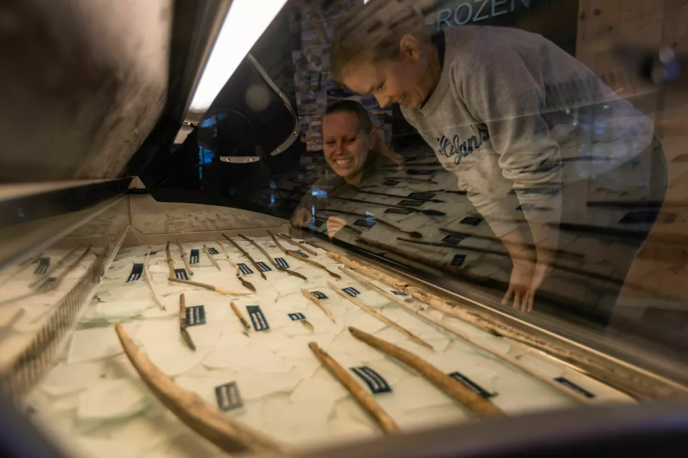 Iz ledu naravnost v muzej. Nekatere najdbe so že nekaj dni po odkritju postavili na ogled v Norve&scaron;kem gorskem centru v Lomu. V dvajsetih letih programa Secrets of the Ice so na 73 visokogorskih najdi&scaron;čih zbrali več kot 5000 predmetov. Foto: Andrea Sulheim, Norvegian Mountain Museum / Foto: Foto: Andrea Sulheim, Norvegian Mountain Museum