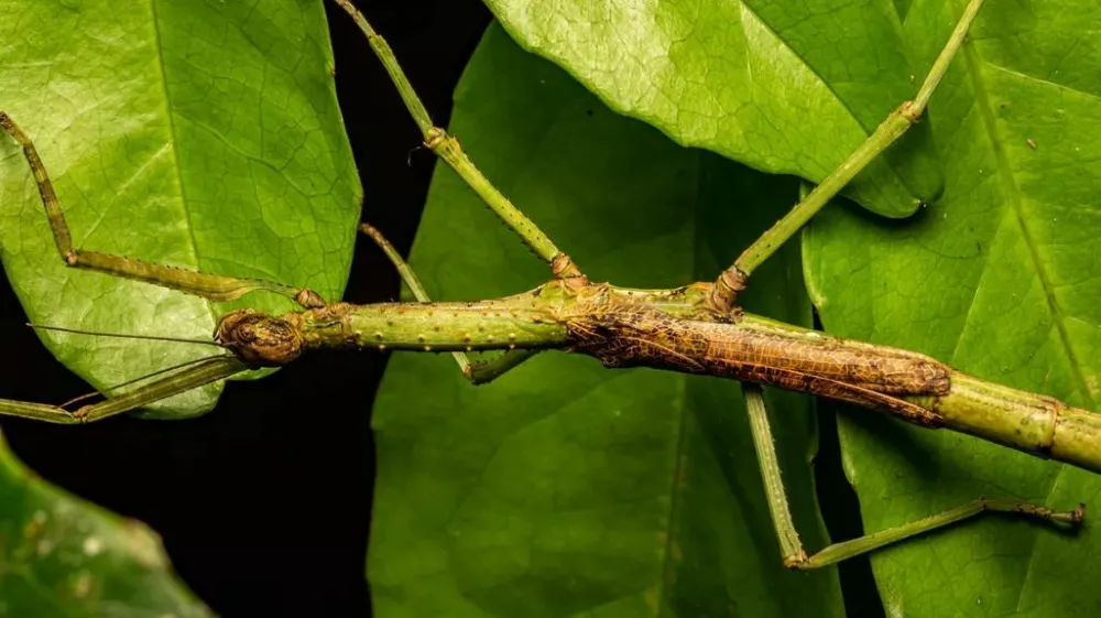 Ga najdete? Samica nove vrste Anchiale mabiensis se med listjem skoraj zlije z okolico. Živi v ogroženem gozdu Mabi na Athertonski planoti v avstralskem Queenslandu; iztegnjena meri 16,3 centimetra. The University of SydneyFoto: Angus J. Emmott/Jones et al., Austral Entomology / Foto: Foto: Angus J. Emmott/jones Et Al., Austral Entomology