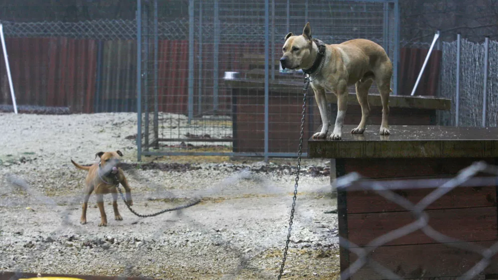 Moravče &ndash; gozdna jasa ob Gradi&scaron;kem jezeru -- psarna - psi - pes v ogradi - pitbul terier - ameri&scaron;ki stafordski terier &ndash; vzreja psov za borbe - Pes na verigi - veriga//FOTO: Luka Cjuha