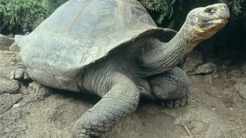 *** FILE *** A Giant Turtle walks on Santa Cruz Island, part of the Galapagos Islands, in this undated photo. Ecuadorean President Rafael Correa called on his Cabinet and local authorities Tuesday April 10, 2007 to meet urgently to better preserve Ecuador's famed Galapagos Islands, the country's top tourist destination.The Galapagos Islands, 625 miles (1,000 kilometers) off Ecuador's Pacific coast, were declared a UNESCO World Heritage Site in 1979 for their unique plant and animal life including giant tortoises, marine iguanas and blue-footed boobies. Charles Darwin's observations of the islands' finches inspired his theory of evolution. (AP Photo/Dolores Ochoa)