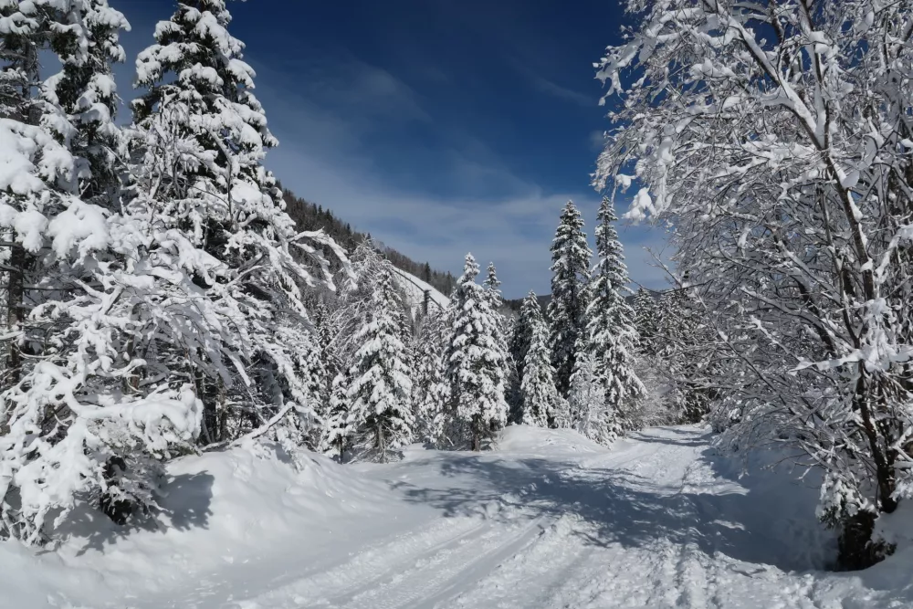 Zima, sneg, sonce, narava Foto: Tatjana Pihlar