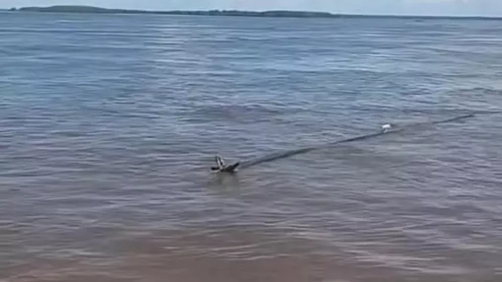 Sredi Amazonke so naleteli na psa.