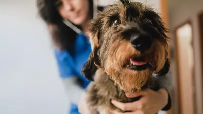 Za pse je lahko obisk veterinarske ambulante prava nočna mora. Lahko pa mu pomagamo. / Foto: Istock