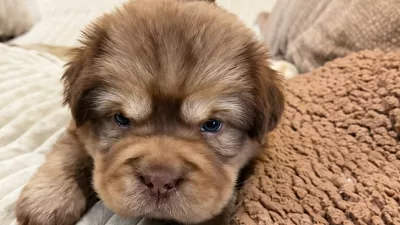 Foto: posnetek zaslona TikTok