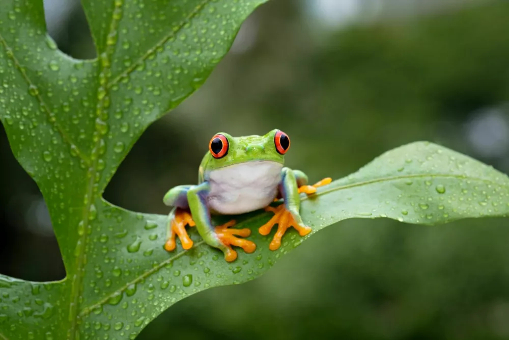 A cute red-eyed frog is perched on a green leaf / Foto: Heru Agung