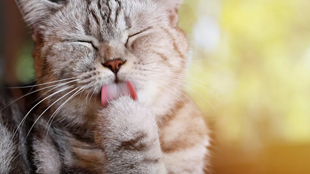 Lizanje ima poseben pomen. / Foto: Istock