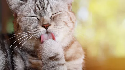 Lizanje ima poseben pomen. / Foto: Istock