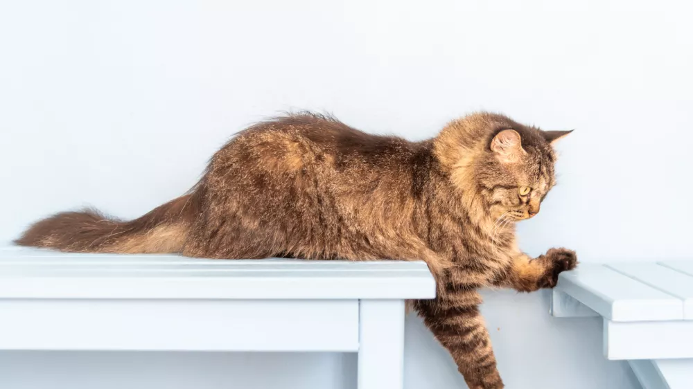 V njihovi naravi je, da plezajo in na svet gledajo zvi&scaron;ka. / Foto: Istock