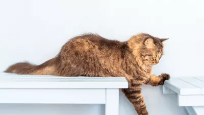 V njihovi naravi je, da plezajo in na svet gledajo zvi&scaron;ka. / Foto: Istock