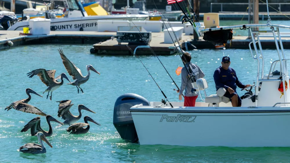 Brown pelicans follow a fishing boat into the harbor at Dana Point, California, US, October 9, 2026. REUTERS/Mike Blake / Foto: Mike Blake