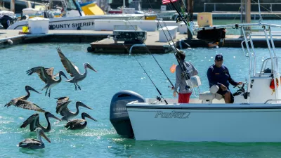Brown pelicans follow a fishing boat into the harbor at Dana Point, California, US, October 9, 2026. REUTERS/Mike Blake / Foto: Mike Blake