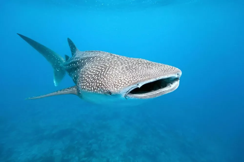 Whale shark from maldives / Foto: Crisod