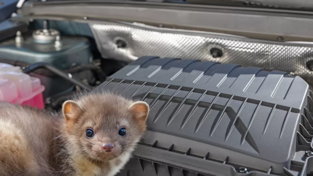 Stone marten inside a car engine compartment. Horizontally.