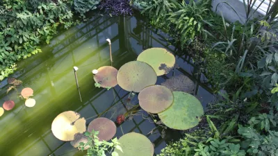 botanicni vrt, lokvanj Viktorija