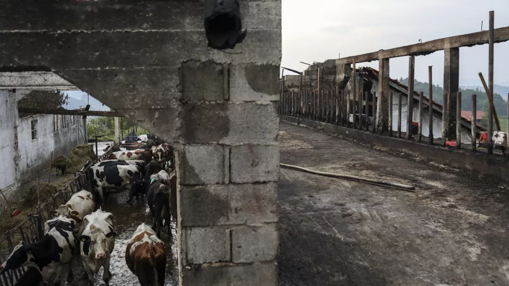 družina &Scaron;korjak iz naselja Korpule v občini &Scaron;marje pri Jel&scaron;ah - - 26.07.2019 - Dobrodelna akcija ISKRICA Nedeljskega dnevnika - pomoč revnim, bolnim in žalostnim otrokom ter njihovim družinam v stiski - Družina s petimi otroki je v požaru ostala brez hleva in s tem glavnega vira preživetja. //FOTO: Jaka Gasar