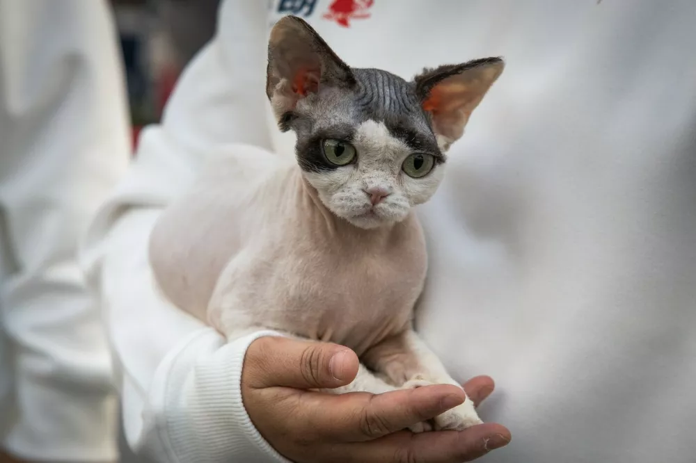 VIJFHUIZEN - A cat at the FIFe World Cat Show. Over 1,500 cats from 36 countries are participating in the competition, where judges select the best cats for each participating breed. DINGENA MOL / ANP netherlands out - belgium out,Image: 1146112227, License: Rights-managed, Restrictions:, Model Release: no 