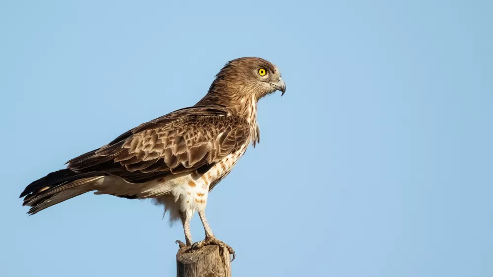 Short-toed snake eagle or Circaetus gallicus sitting position in Dadia forest Evros Greece, isolated, blue sky background.