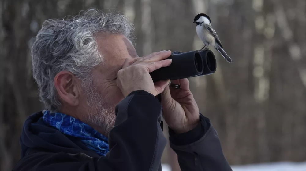 Black Capped Chickadee sitting on the binoculars of a bird watcher. Humorous and unexpected portrait! / Foto: Diane Isabel Getty Images