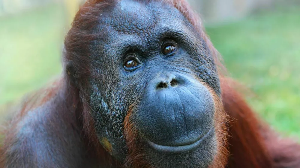 Happy smile of The Bornean orangutan (Pongo pygmaeus). / Foto: Abadonian