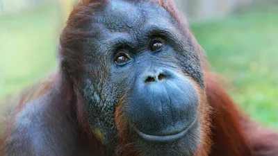 Happy smile of The Bornean orangutan (Pongo pygmaeus). / Foto: Abadonian