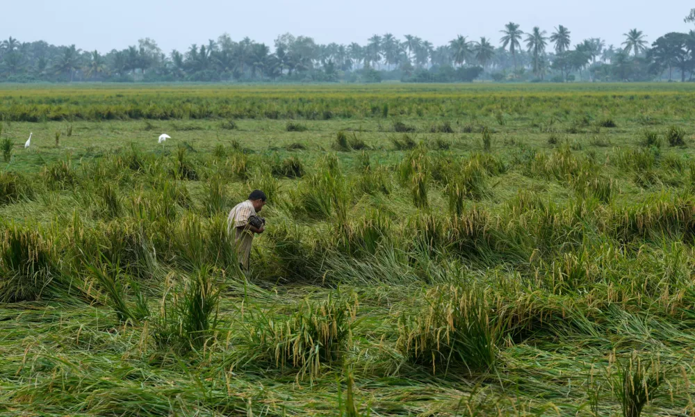 A farmer walks through damaged paddy fields in Kakinada, India, Thursday, Oct. 29, 2026, a day after Cyclone Arnab crossed the Andhra Pradesh coast. (AP Photo/Mahesh Kumar A.)